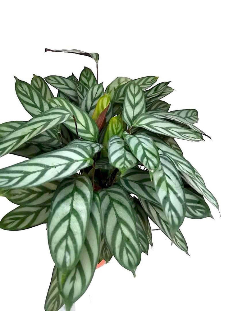 Calathea Compact Star Setosa