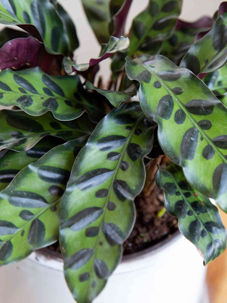 Calathea Rattlesnake