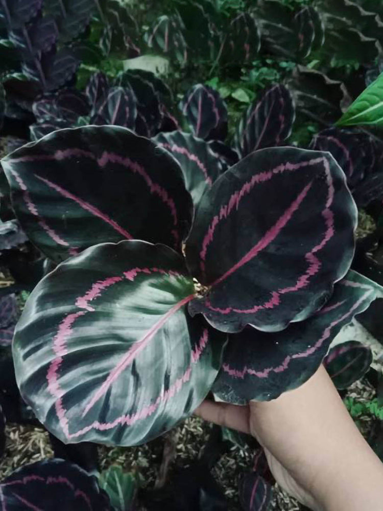 Calathea Roseopicta Dottie