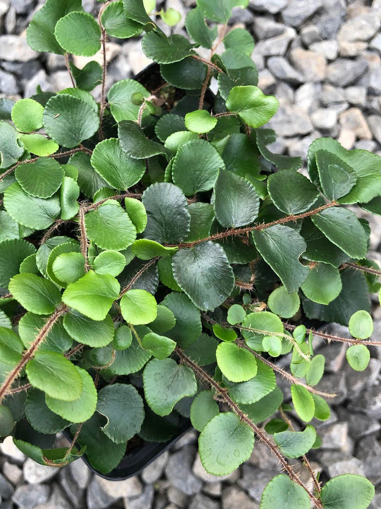 Pellaea Rotundifolia
