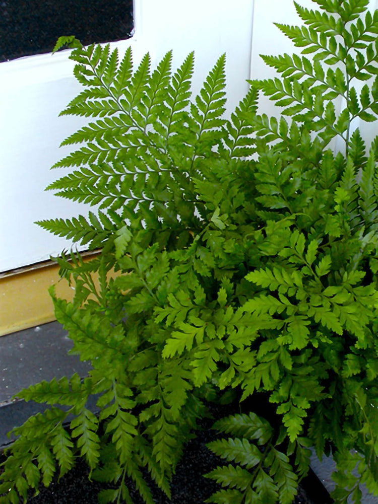 Rumohra Adiantiformis Green