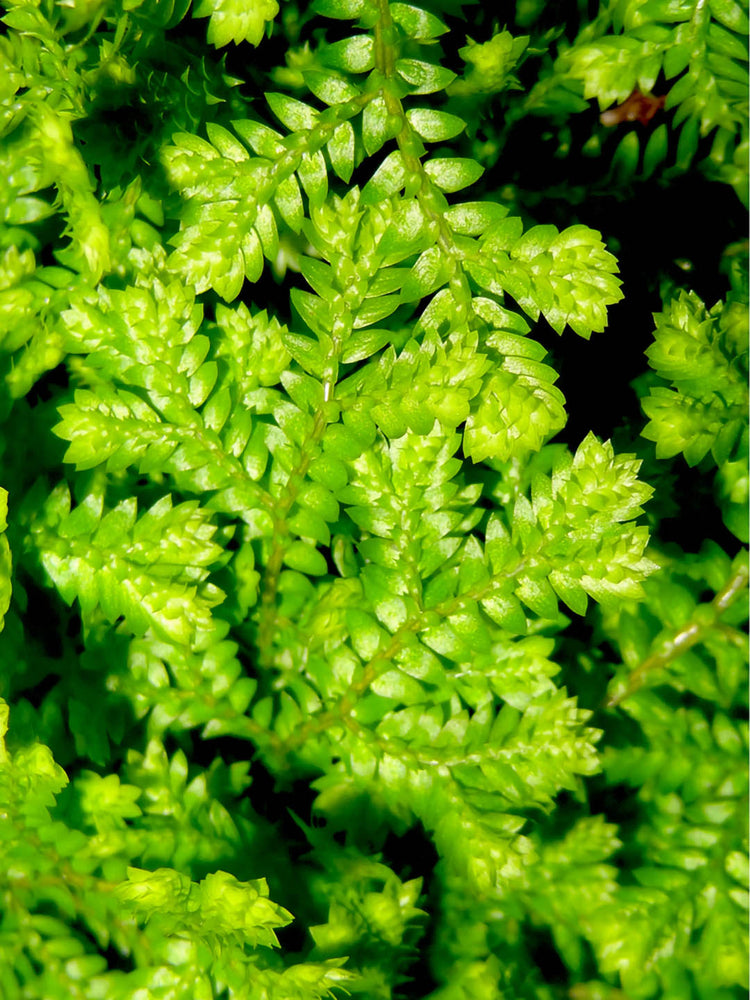 Selaginella Apoda