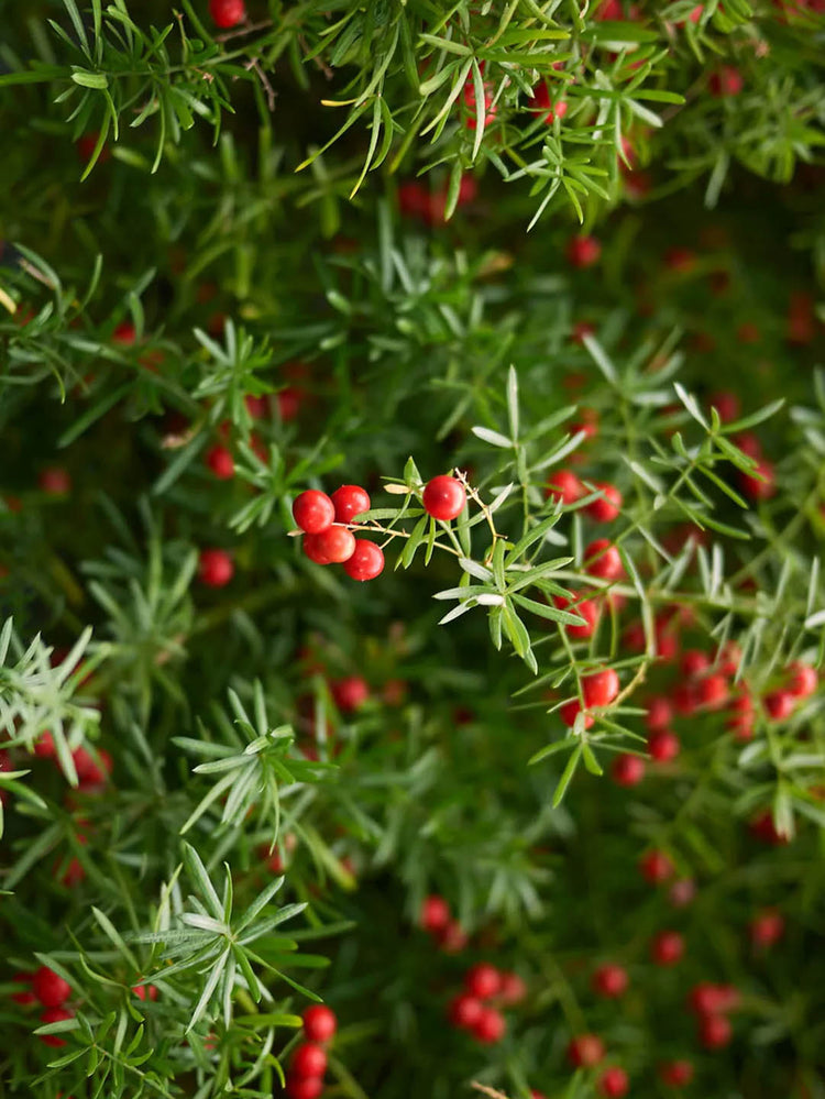 Asparagus Aethiopicus