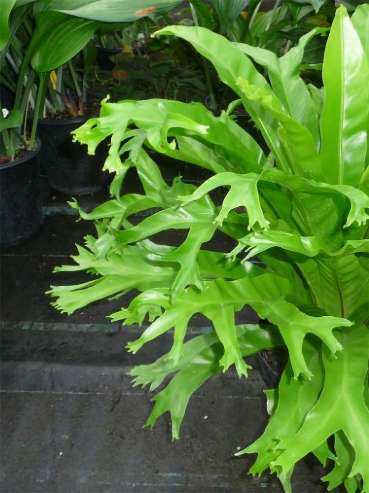 Asplenium Crissie Amy