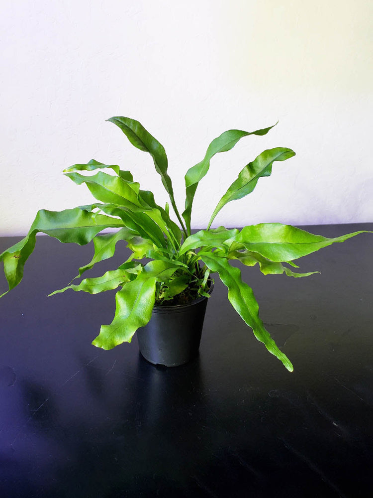 Microsorum Punctatum