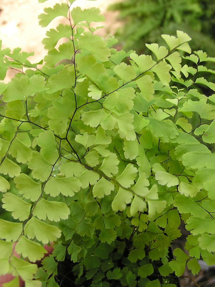 Adiantum Pedatum Golden
