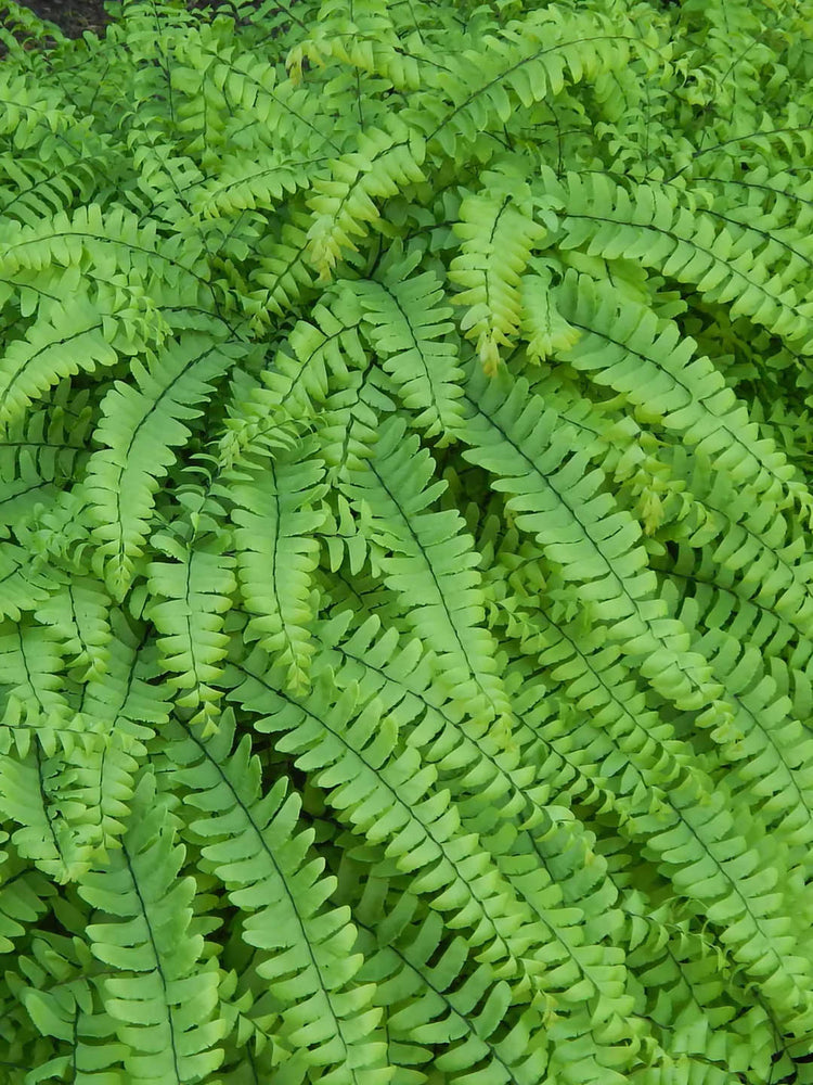 Adiantum Pedatum Green