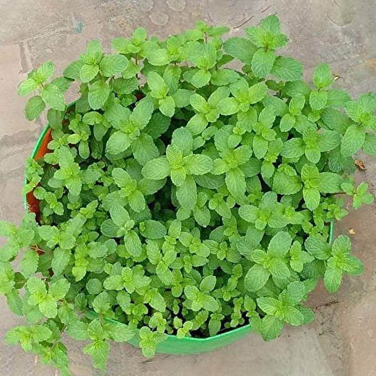 Low Depth Terrace Gardening Grow Bag
