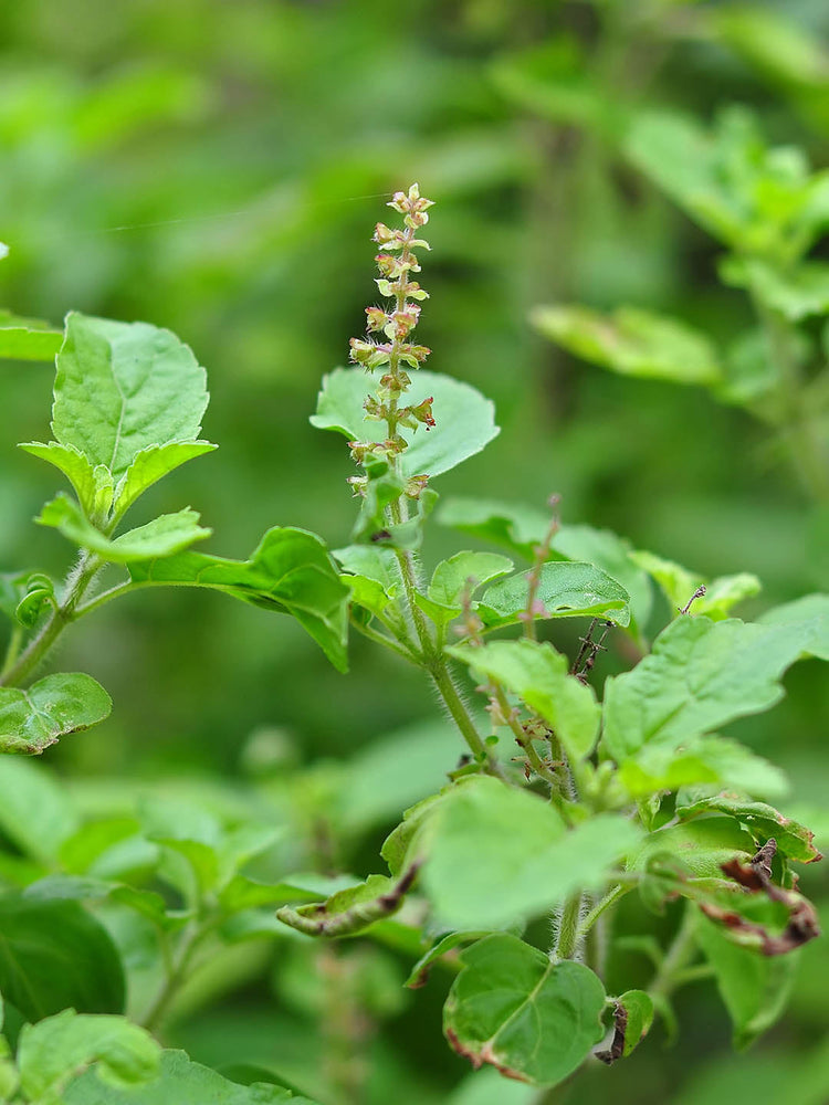 Ocimum Tenuiflorum