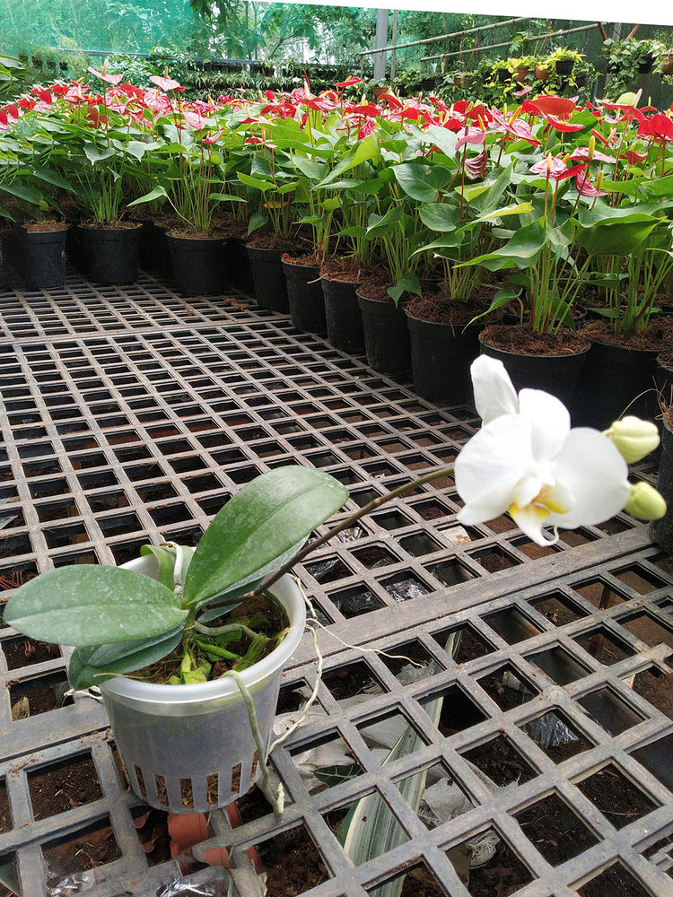 Phalaenopsis Amabilis White
