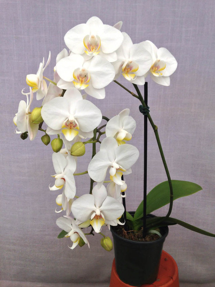 Phalaenopsis Amabilis White