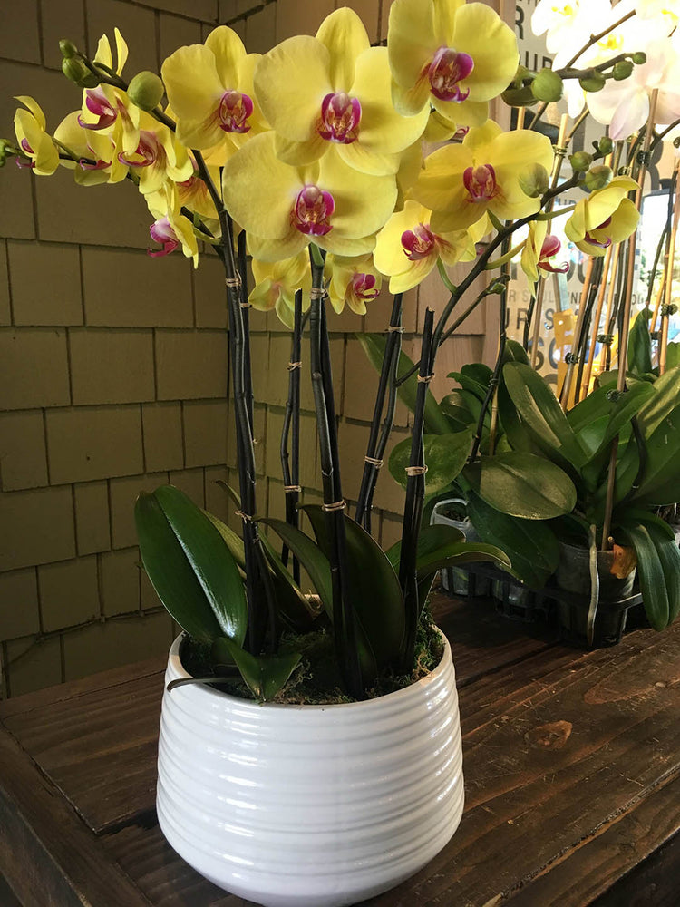 Phalaenopsis Amabilis Bright Yellow
