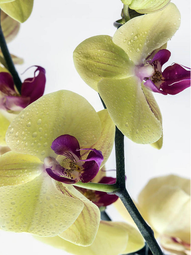 Phalaenopsis Amabilis Bright Yellow