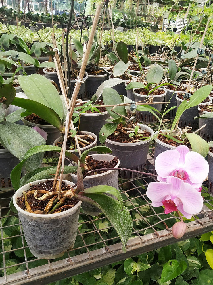 Phalaenopsis Lipperose