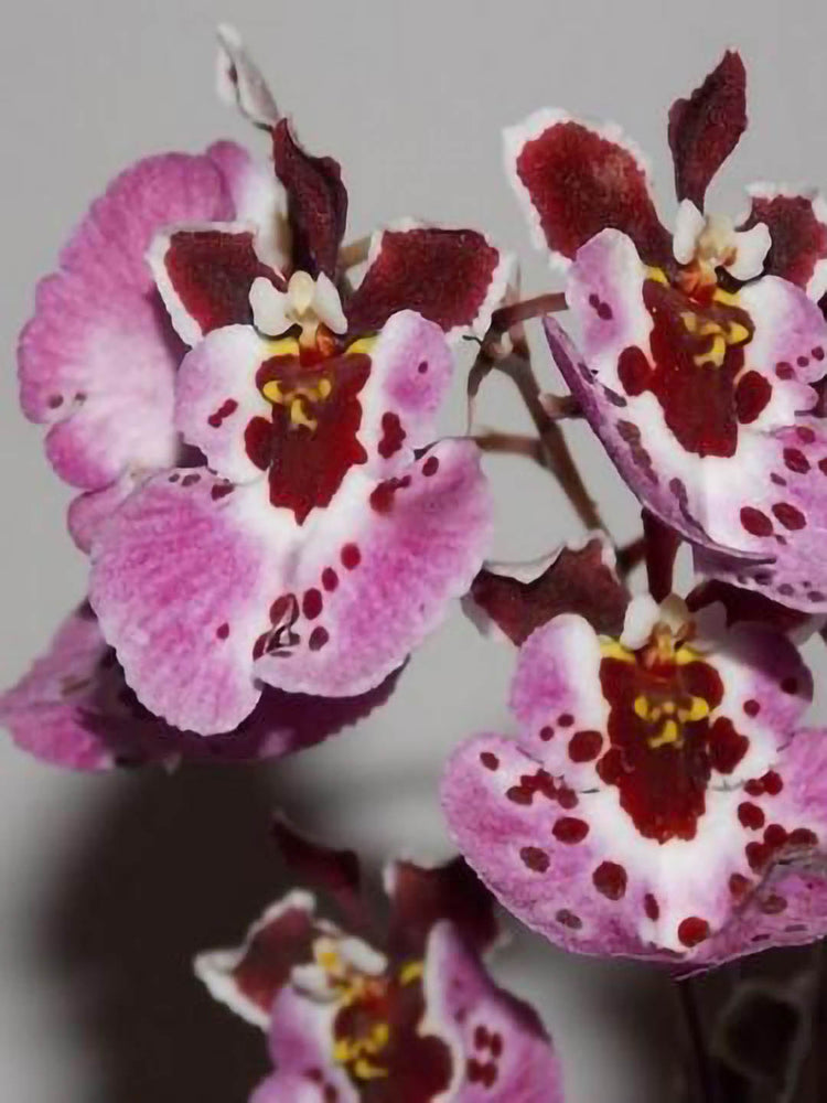 Tolumnia Genting Pink Lady