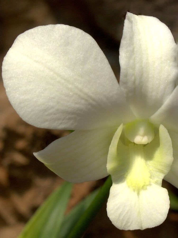 Dendrobium Fuji White Plant or White Dendrobium with Green coloured leaves and White with Cream Core coloured flower