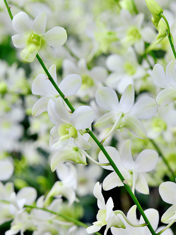 Dendrobium Fuji White