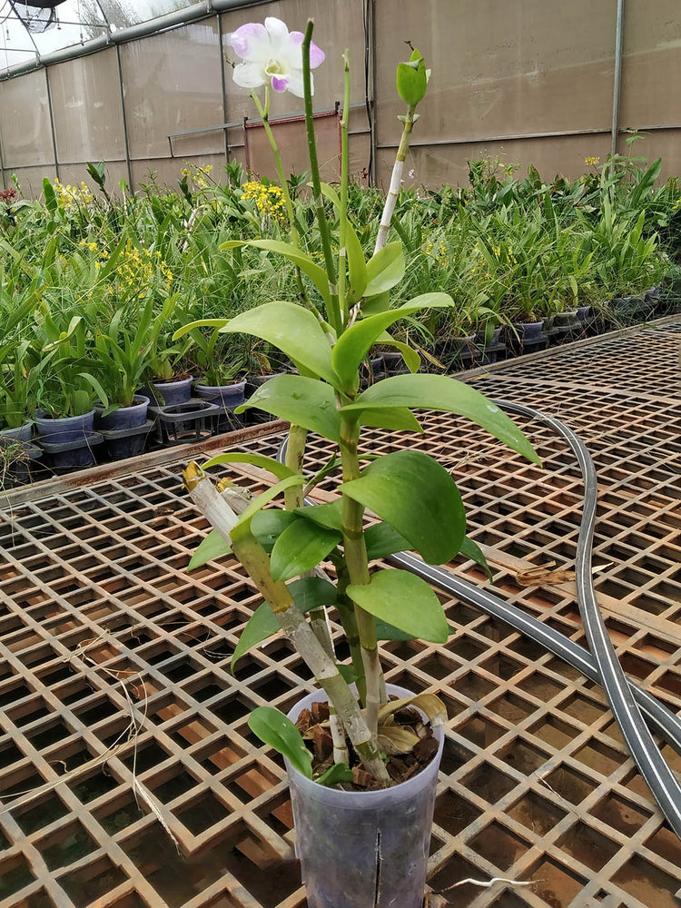 Dendrobium Misteen
