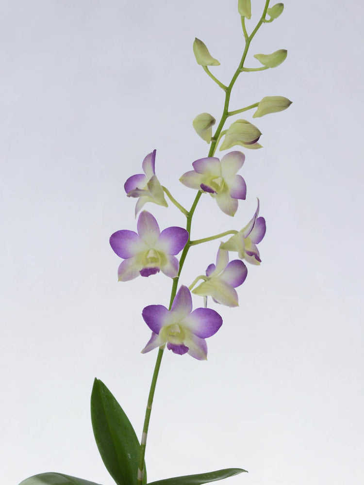 Dendrobium Misteen