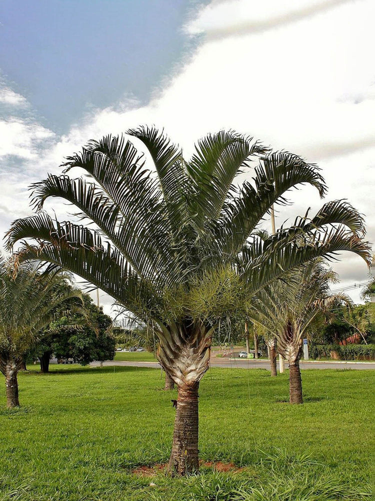 Dypsis Decaryi Plant or Triangle Palm, Neodypsis Decaryi with Green coloured leaves