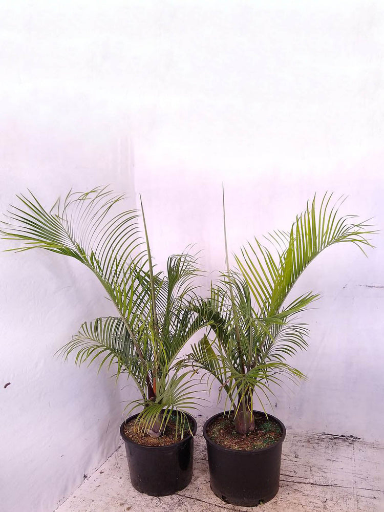 Dypsis Decaryi