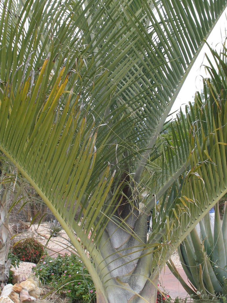 Dypsis Decaryi
