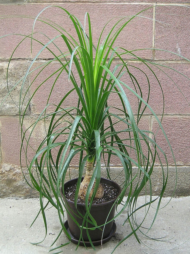 Beaucarnea Recurvata