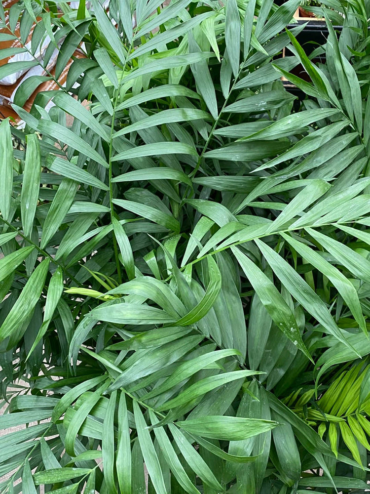 Chamaedorea Elegans