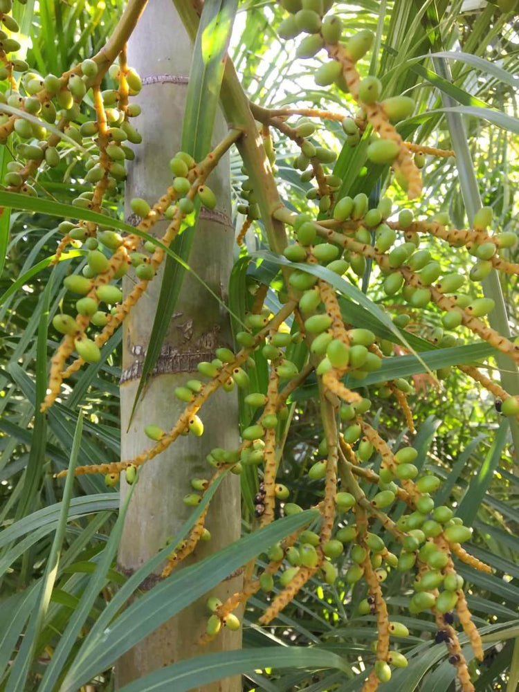 Chamaedorea Seifrizii