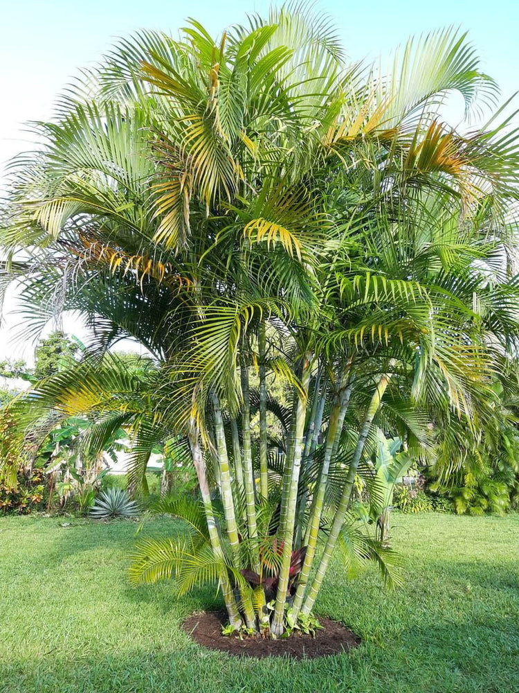 Dypsis Lutescens