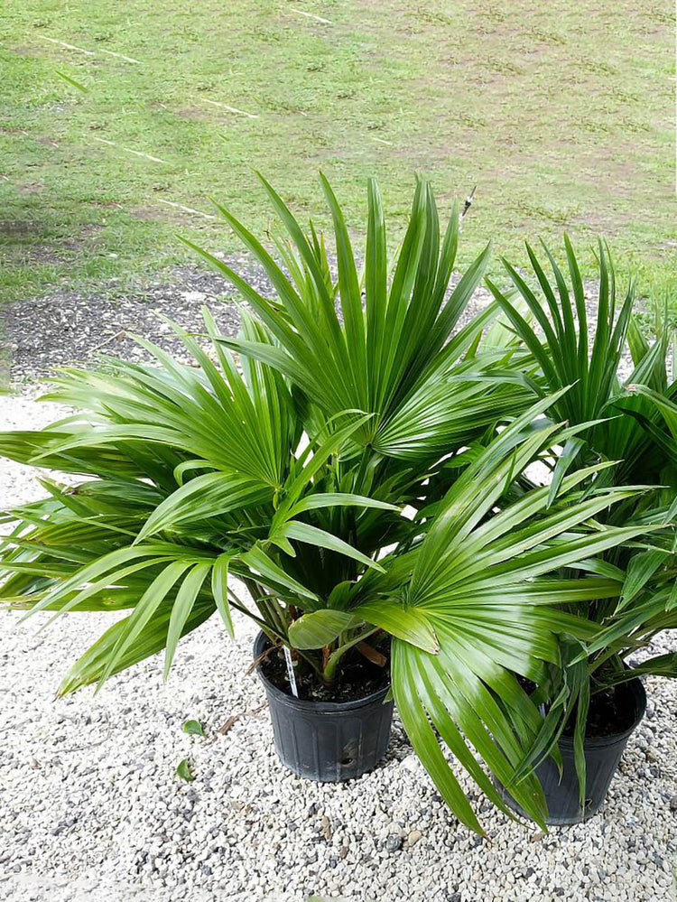 Livistona Chinensis Plant or Chinese fan palm with Green coloured leaves