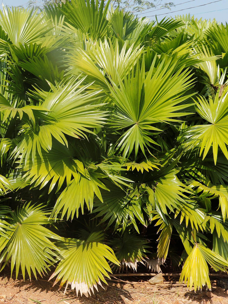 Livistona Chinensis