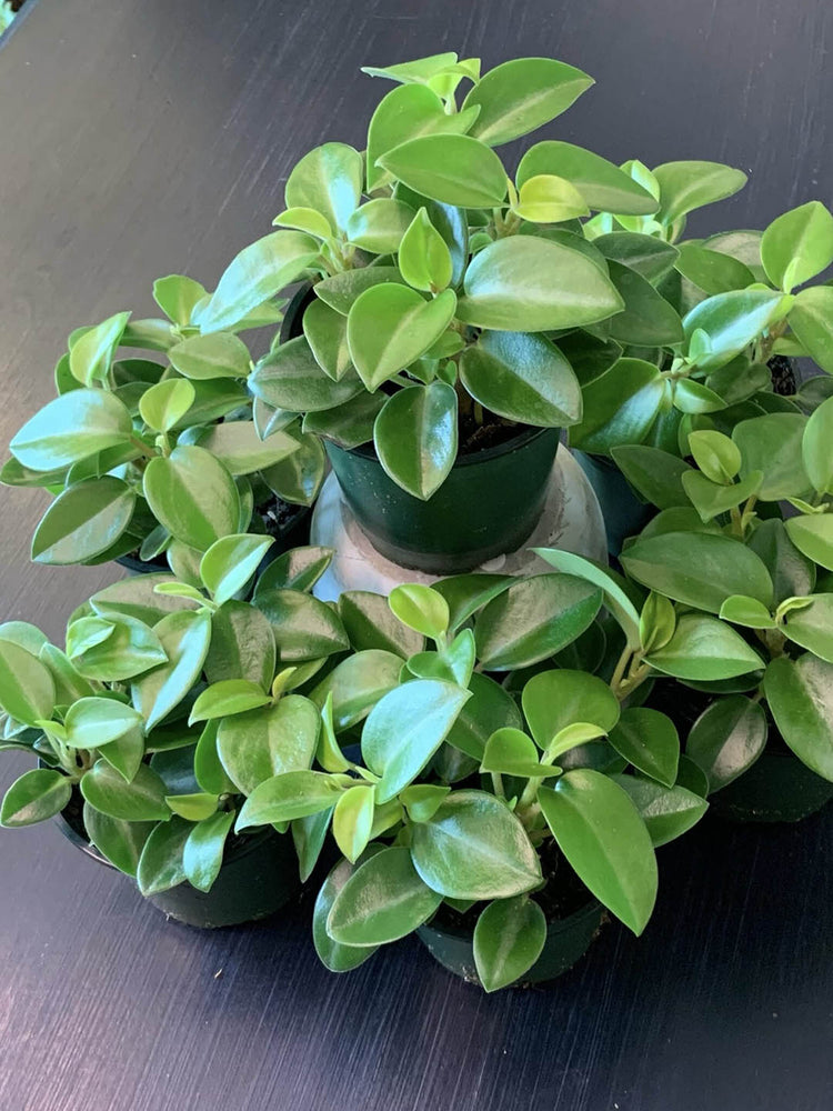 Peperomia Pixie