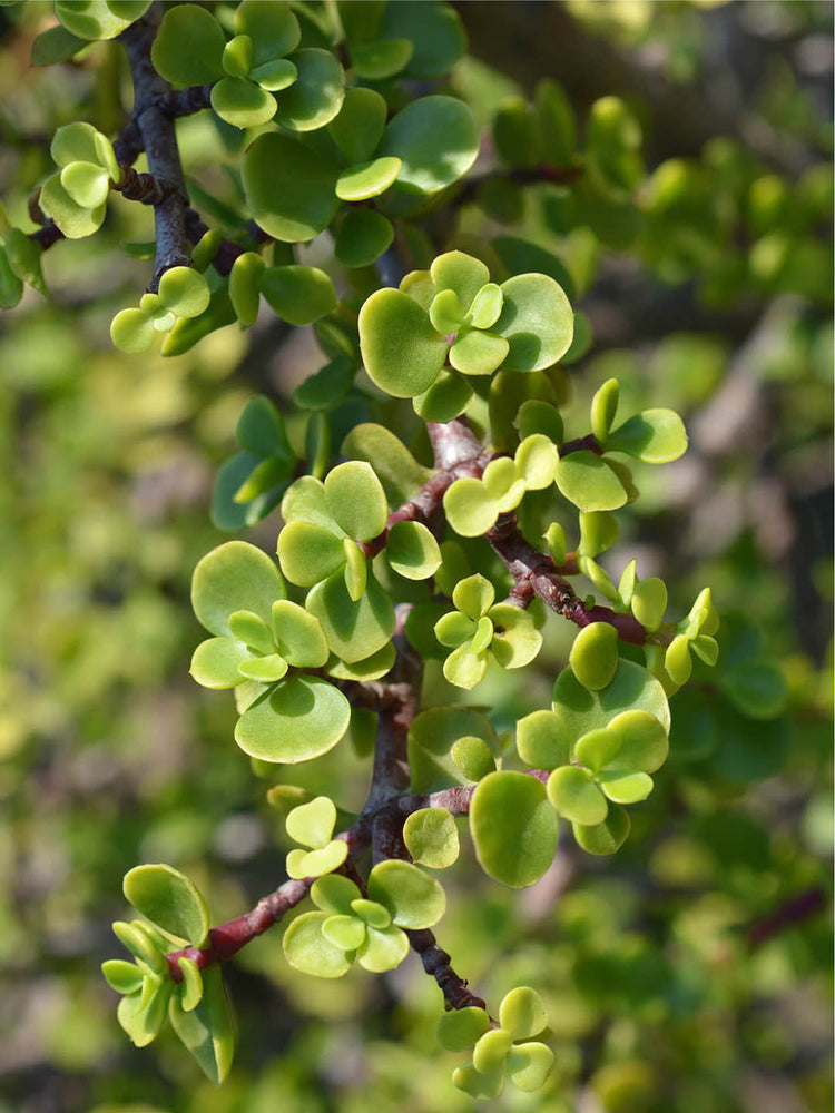Portulacaria Afra Frosted Green