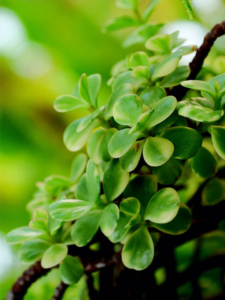 Portulacaria Afra Frosted Green