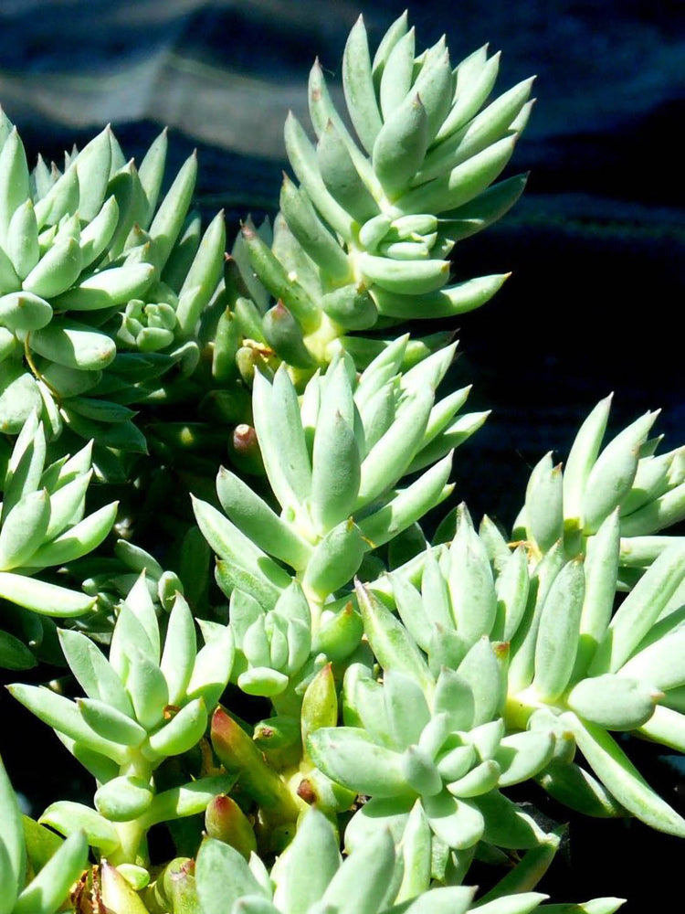 Sedum Sediforme