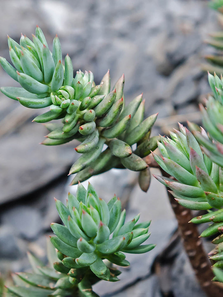 Sedum Sediforme