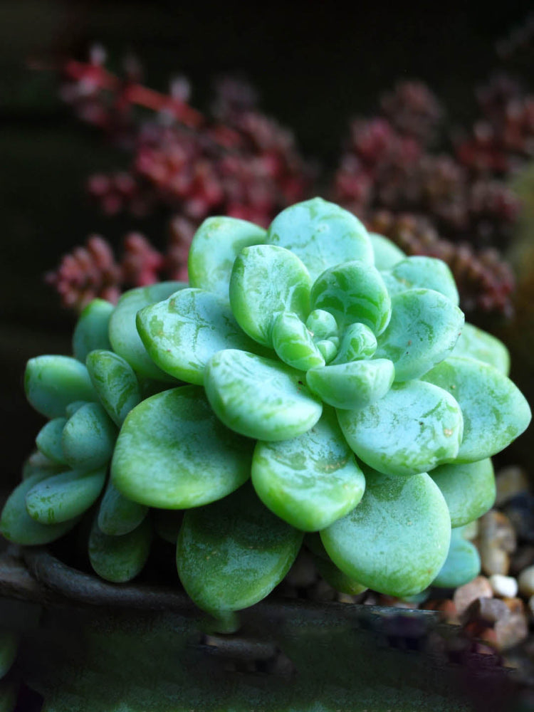 Sedum Clavatum
