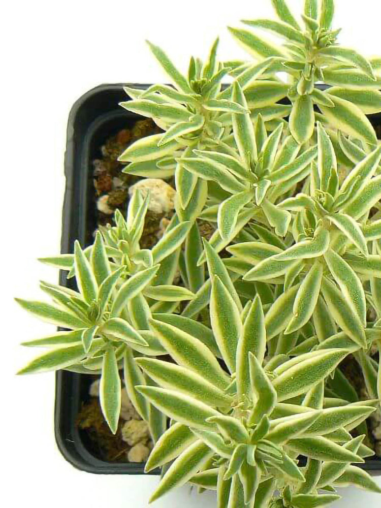Sedum Lineare