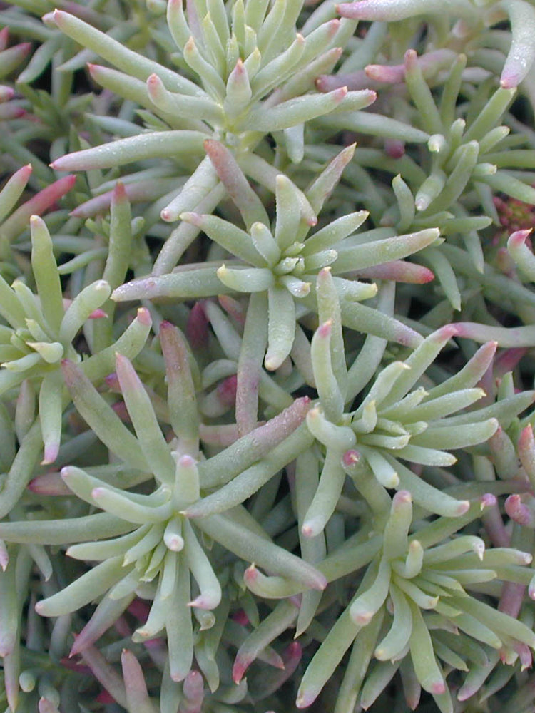 Sedum Green Ball