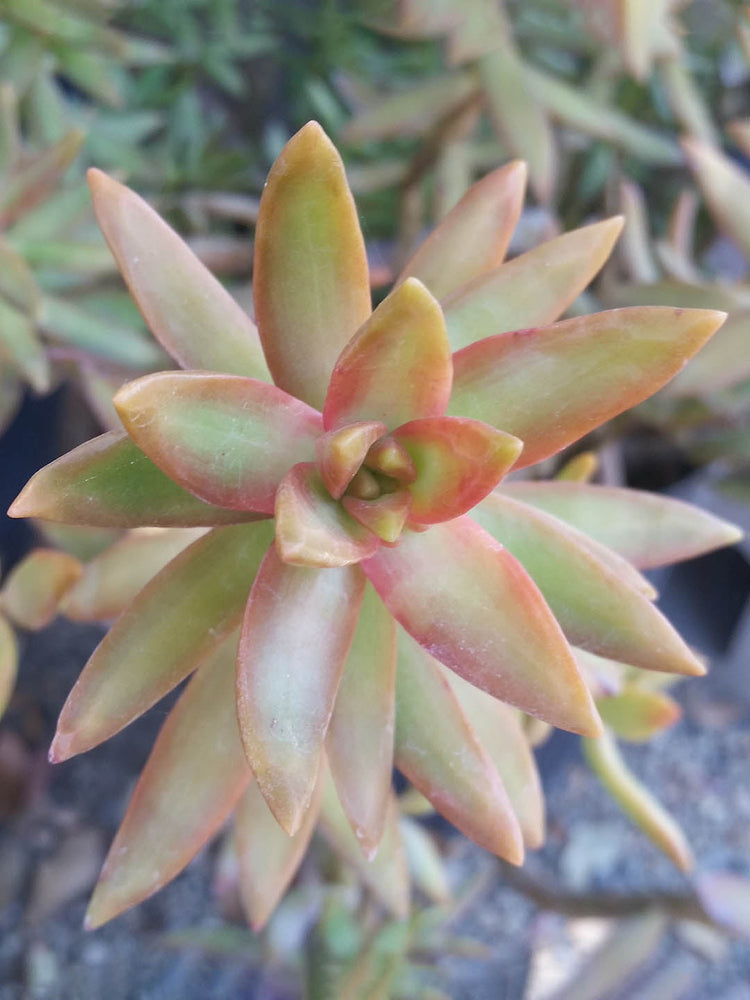 Sedum Nussbaumerianum