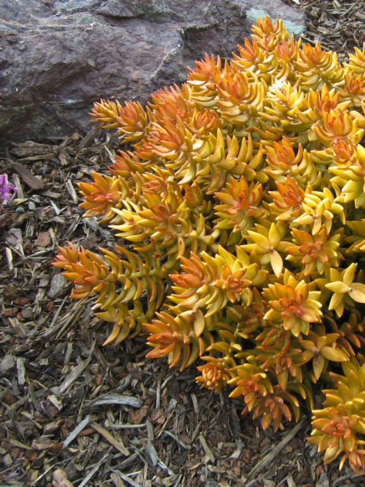 Sedum Nussbaumerianum