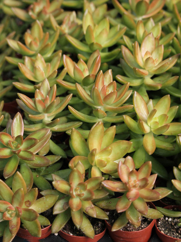Sedum Nussbaumerianum