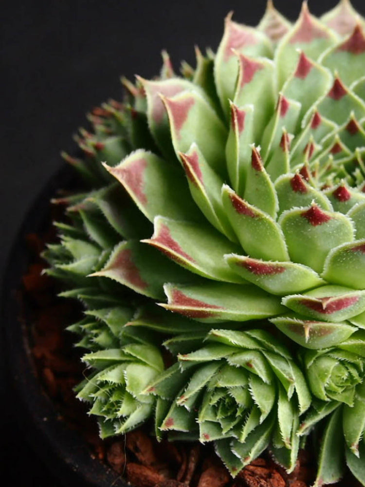 Sempervivum Calcareum
