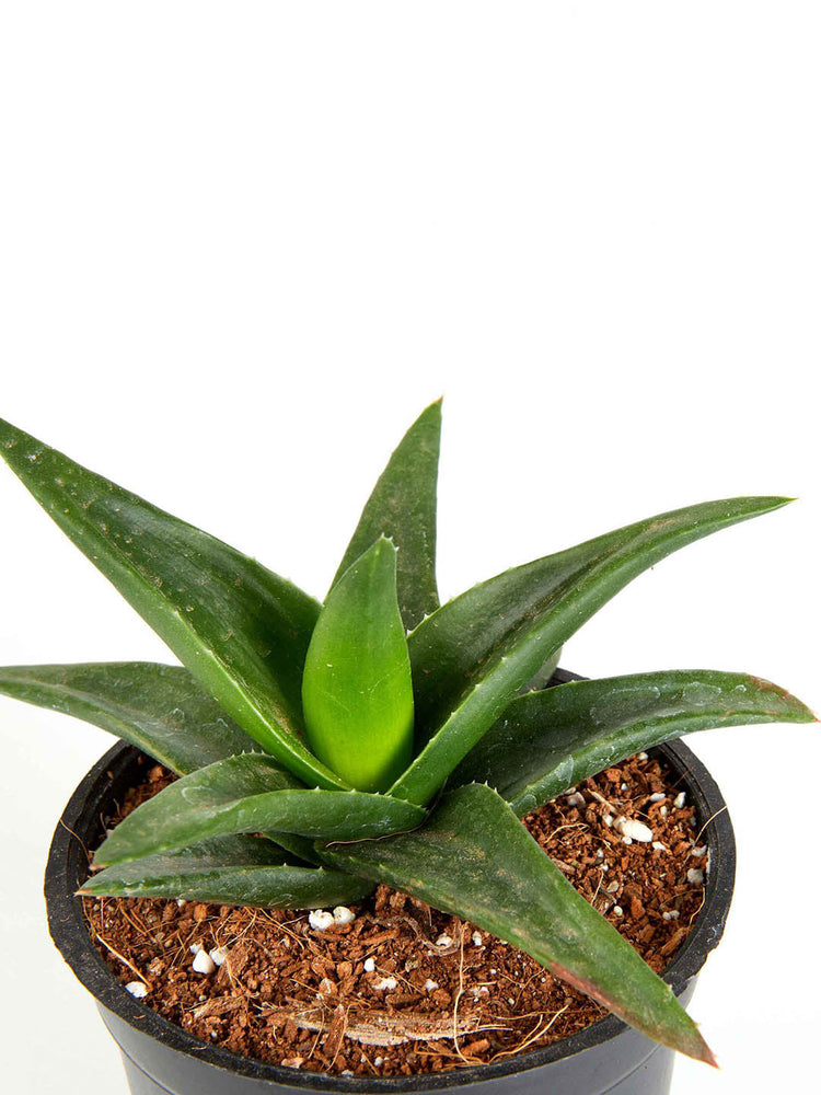 Aloe Vera Mini Plant or Mini Aloe with Green coloured leaves and Pinkish Orange coloured flower