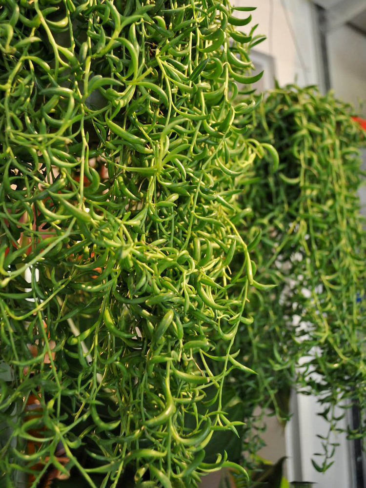 Senecio Radicans