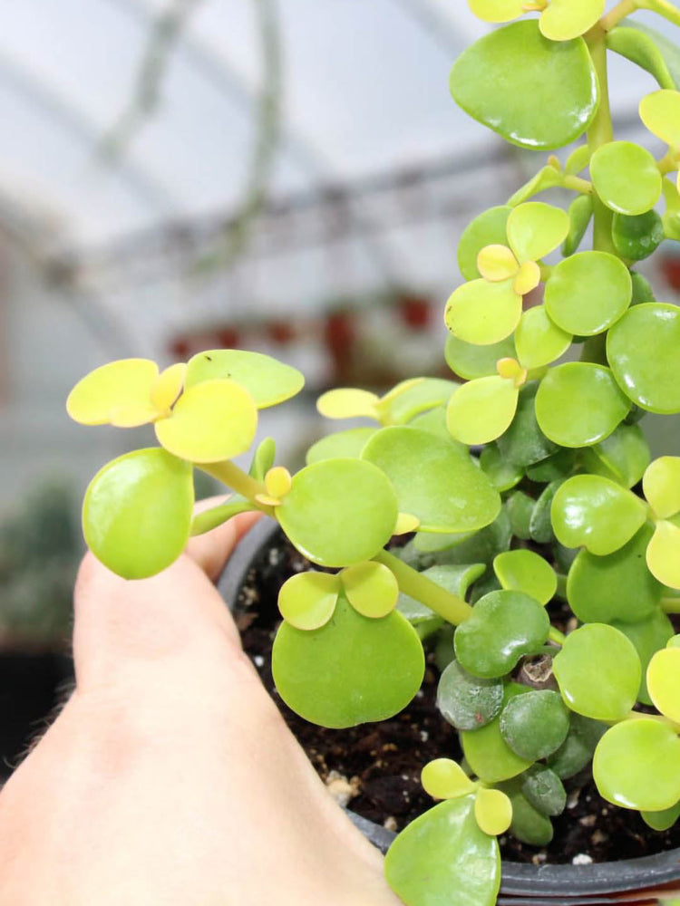 Portulacaria Afra Golden
