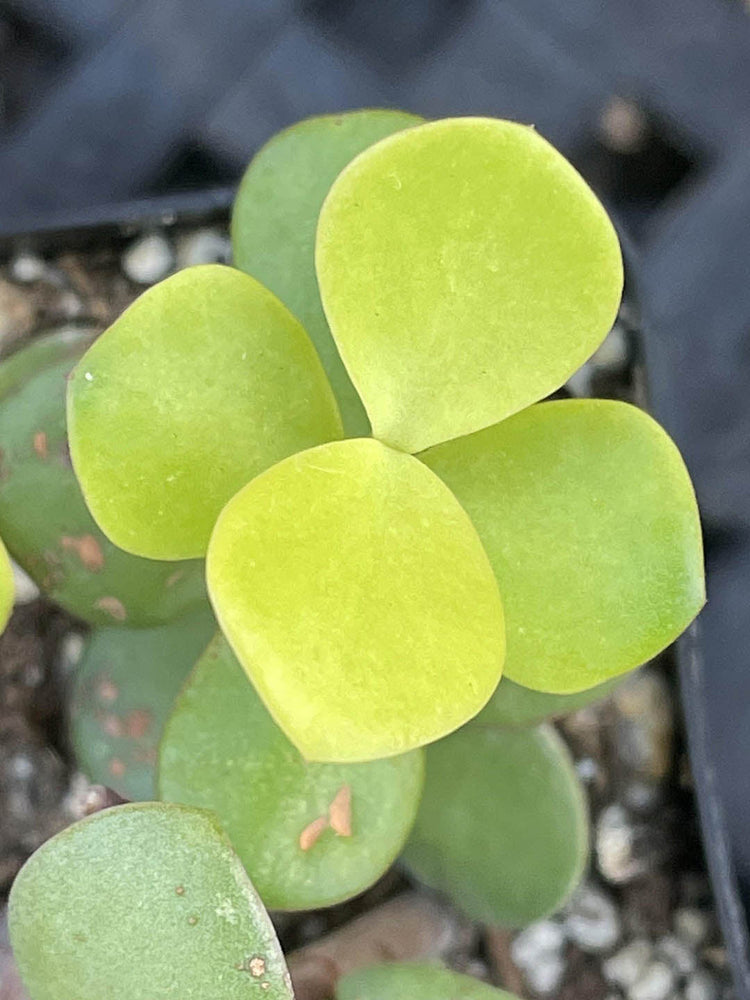 Portulacaria Afra Golden