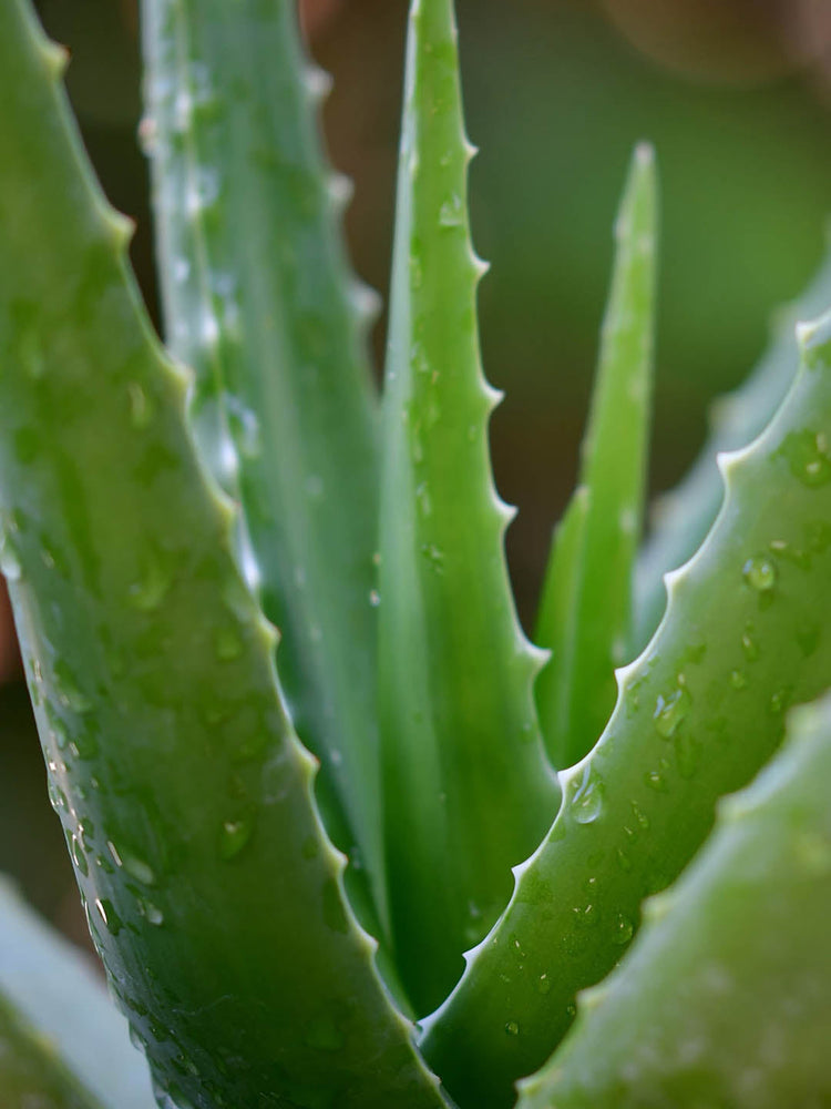 Aloe Barbadensis