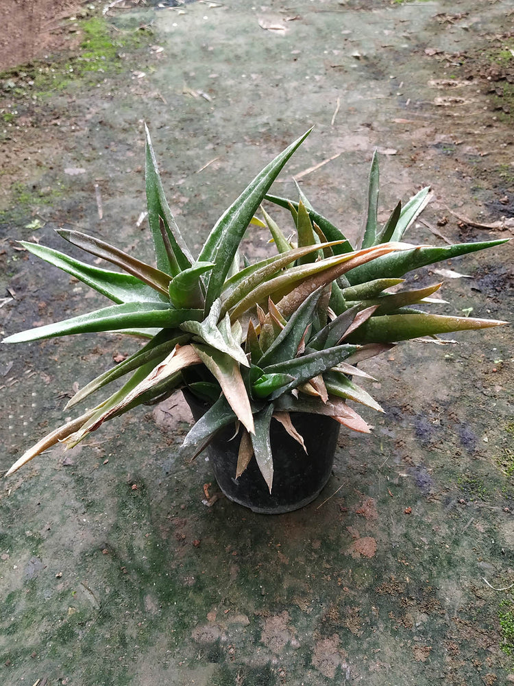 Aloe Black Gem Plant or Aloe with Pale Pink Shades on Green coloured leaves and Pinkish Orange coloured flower